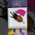 【ポケカ】再販分ニンジャスピナー#ニンジャスピナー #pokemon #pokemoncards #ポケモンカード