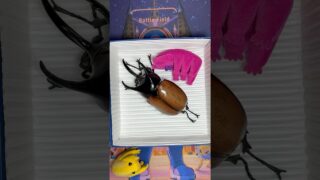 【ポケカ】再販分ニンジャスピナー#ニンジャスピナー #pokemon #pokemoncards #ポケモンカード