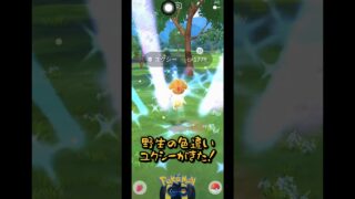 野生の色違いユクシーと出会ってしまってパニックに！