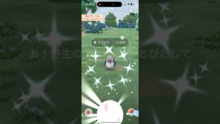 【難易度中】色違いマメパト極小サークルクリティカルゲット【ポケモンGO】