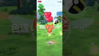 ポケモンGO 色違いミツハニー♂出現！ #ポケモン #pokémon #ポケモンgo #pokemongo