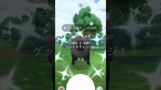 【ポケモンGO】色違いケンタロス捕獲動画👀‼️#ポケモンgo #ポケモンGOfest2026#ポケモンカード #ポケモンsv #pokemongo #コペンハーゲン#海外レイド#ケンタロス