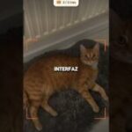 🐱💥 ¡EL POKÉMON GO DE GATOS! El juego de realidad aumentada para capturar felinos en la vida real