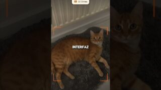 🐱💥 ¡EL POKÉMON GO DE GATOS! El juego de realidad aumentada para capturar felinos en la vida real