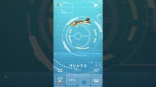 無課金でポケモンGO ウォーターフェスティバルで、サシカマスをゲットだぜえ #pokemongo
