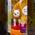 【ポケモンGO】宇都宮に謎の“餃子犬”！？メガガブリアス＆グラードン祭り開催中！ #shorts