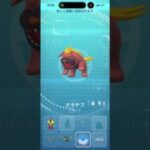 オラチフ　図鑑登録演出　#ポケモンgo #pokemongo #ポケモン #pokemon #ゲーム #ポケモンsv #pokémon #gaming
