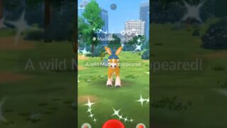 ✨SHINY MUDBRAY Caught In Pokemon Go!!!✨ #shorts #pokemon